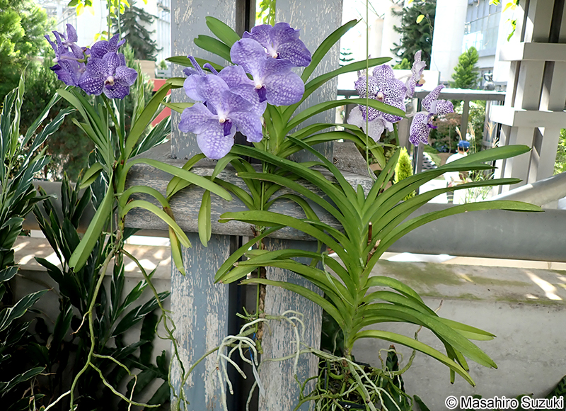 バンダ Vanda