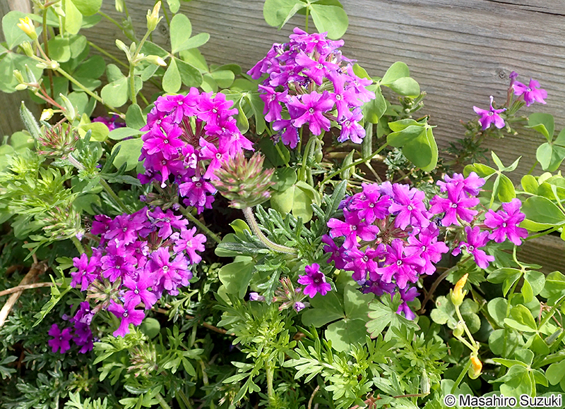 バーベナ類 Verbena spp.