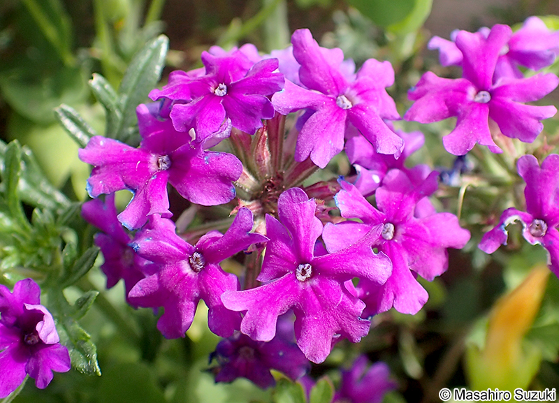 バーベナ類 Verbena spp.