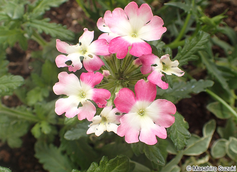 バーベナ類 Verbena spp.