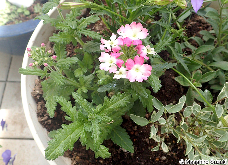 バーベナ類 Verbena spp.