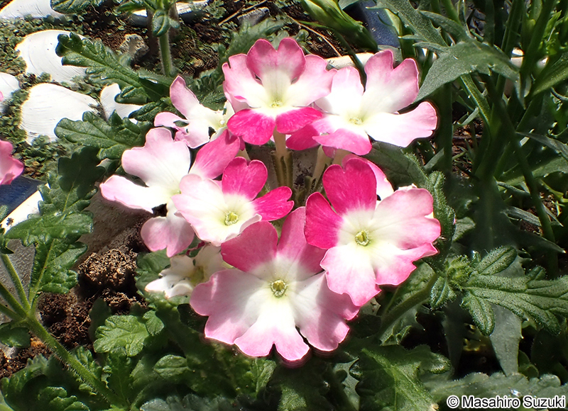 バーベナ類 Verbena spp.
