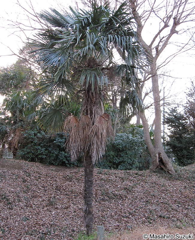 ワジュロ Trachycarpus fortunei