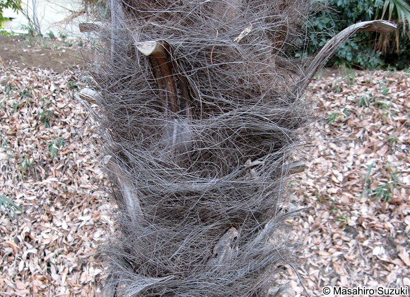 ワジュロ Trachycarpus fortunei