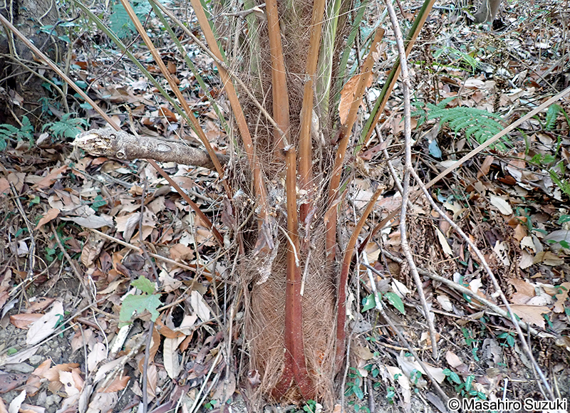 ワジュロ Trachycarpus fortunei