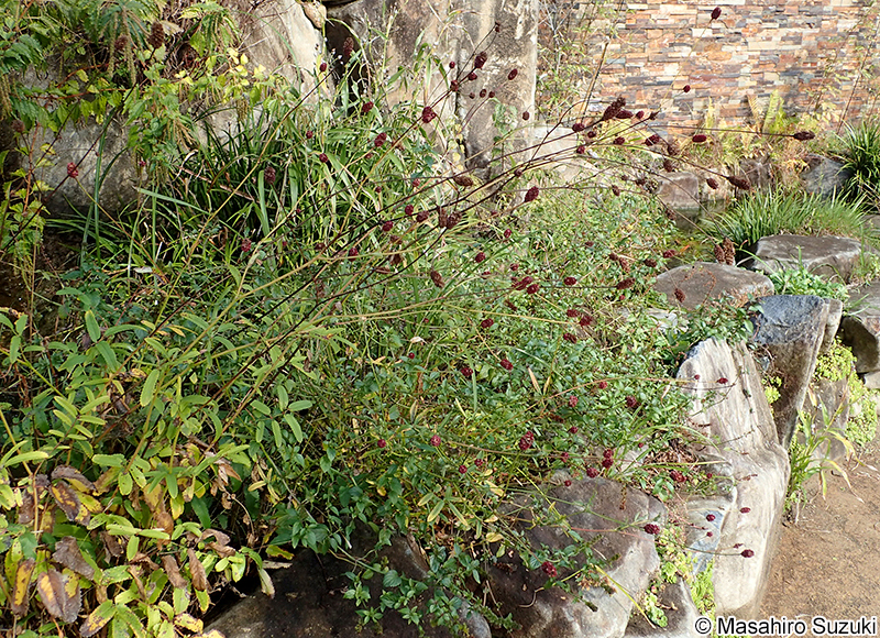ワレモコウ Sanguisorba officinalis