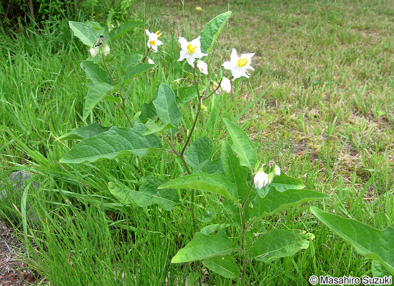 ワルナスビ Solanum carolinense