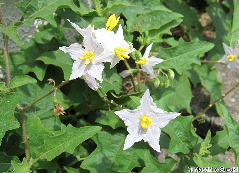 ワルナスビ Solanum carolinense