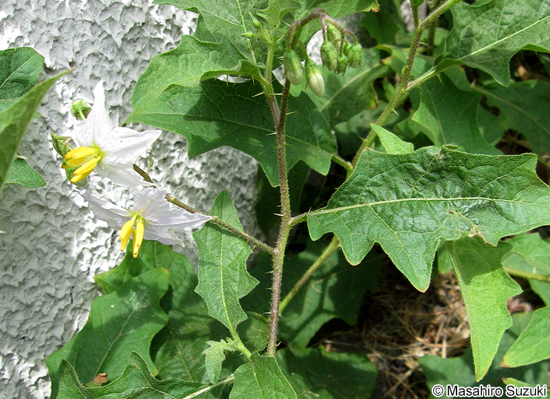 ワルナスビ Solanum carolinense