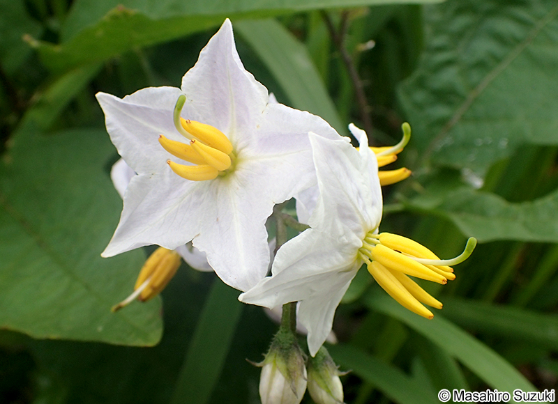 ワルナスビ Solanum carolinense