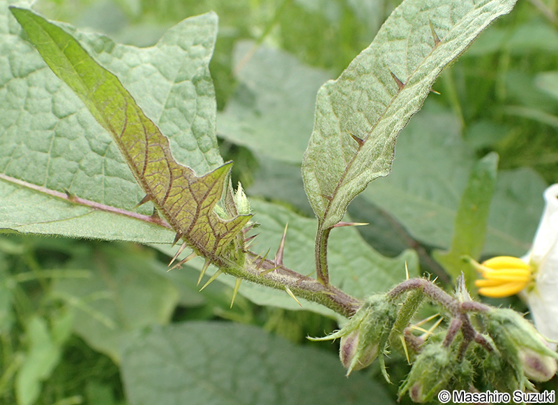 ワルナスビ Solanum carolinense