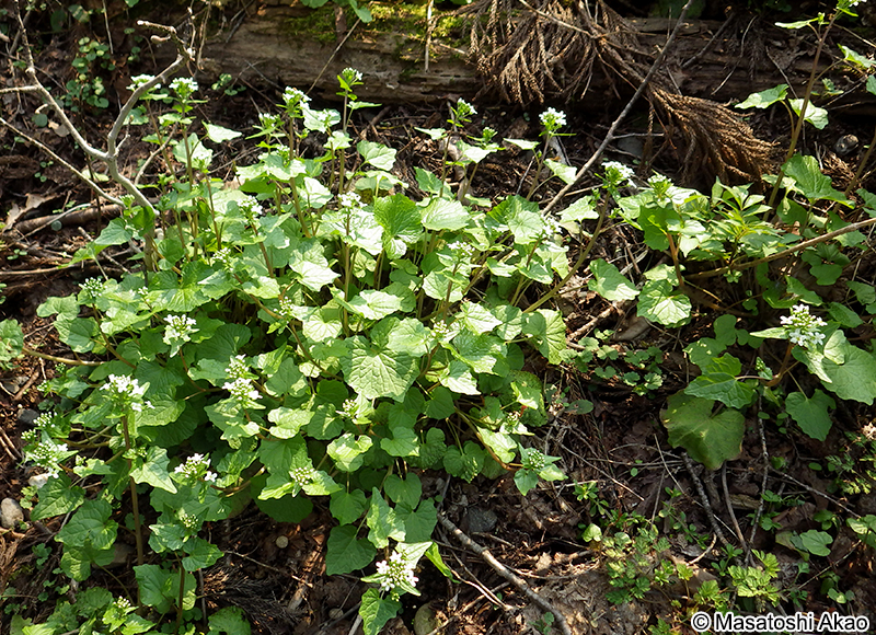 ワサビ Eutrema japonicum