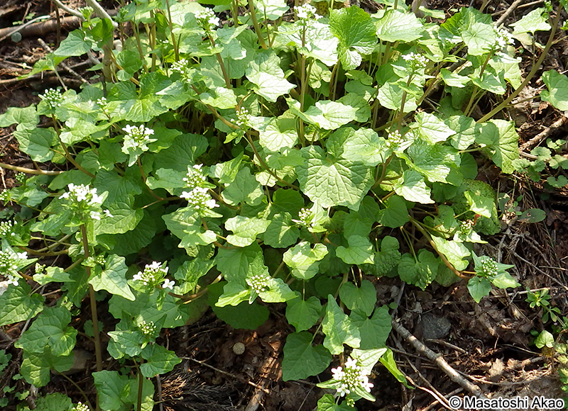 ワサビ Eutrema japonicum