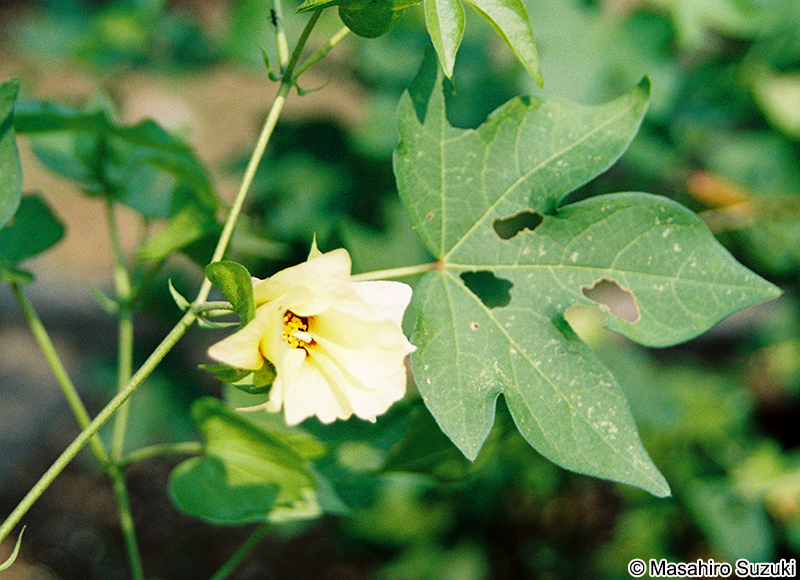 ワタ Gossypium sp.