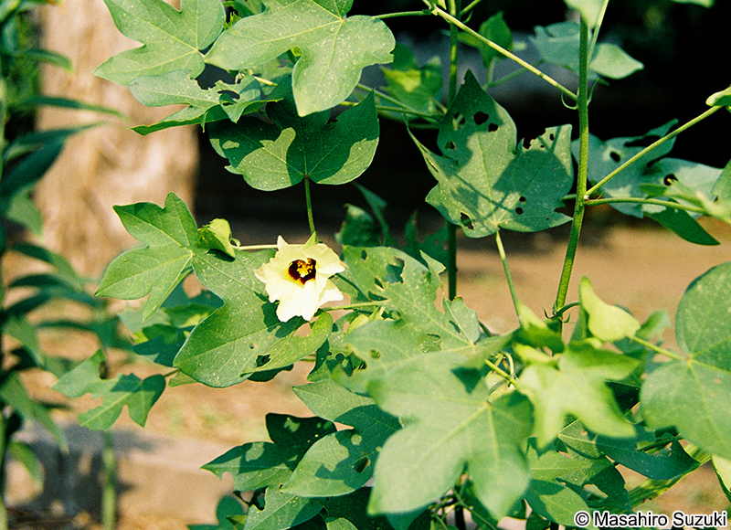 ワタ Gossypium sp.