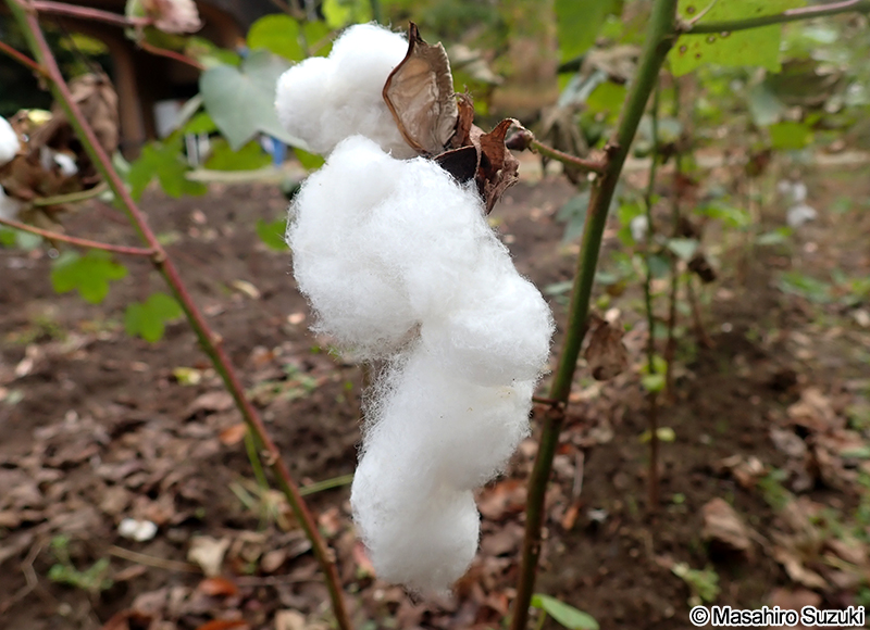 ワタの果実