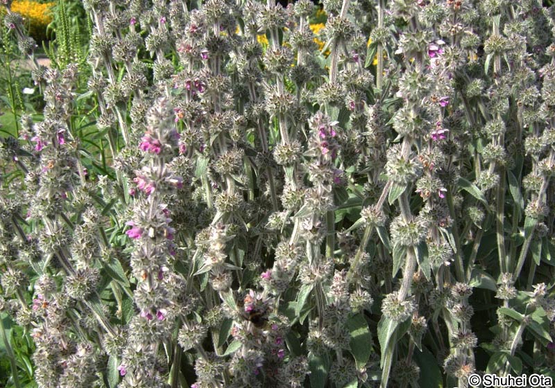 ラムズイヤー Stachys byzantia