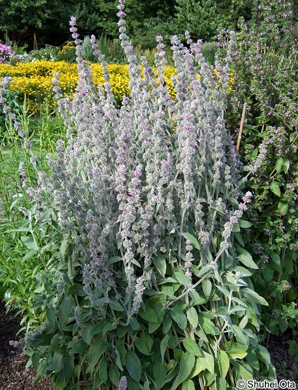 ラムズイヤー Stachys byzantia