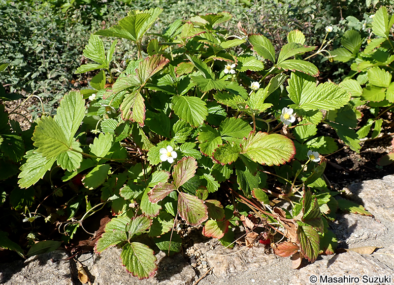 ワイルドストロベリー（エゾヘビイチゴ） Fragaria vesca