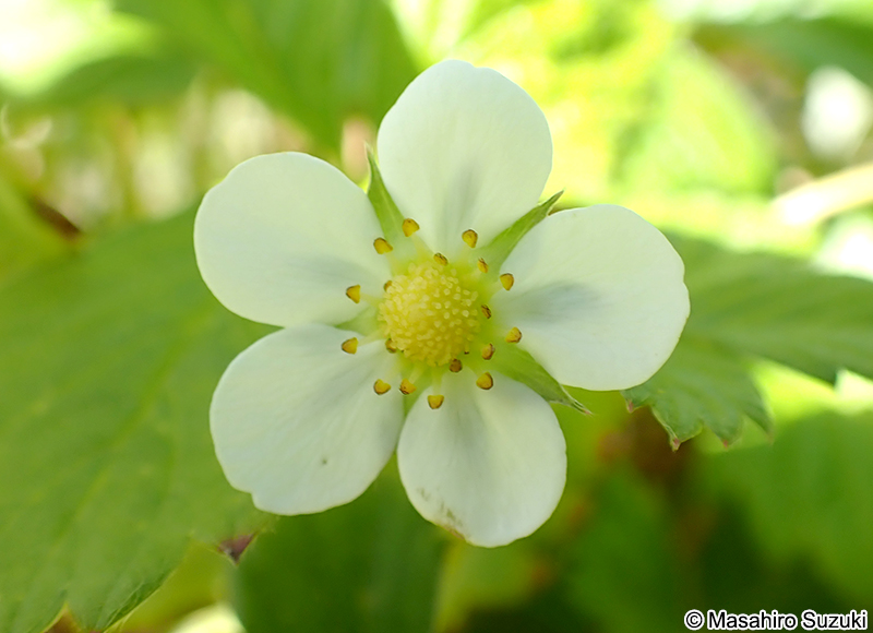 ワイルドストロベリー（エゾヘビイチゴ） Fragaria vesca