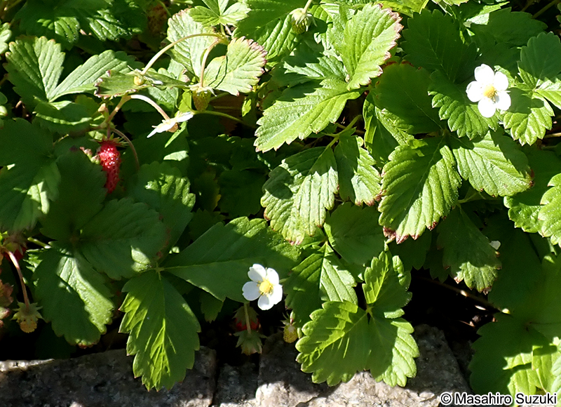 ワイルドストロベリー（エゾヘビイチゴ） Fragaria vesca