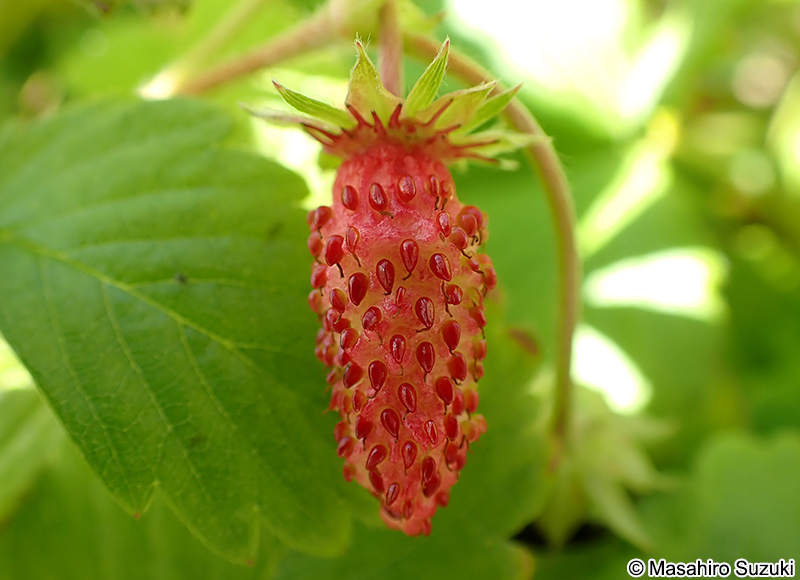 ワイルドストロベリー（エゾヘビイチゴ） Fragaria vesca