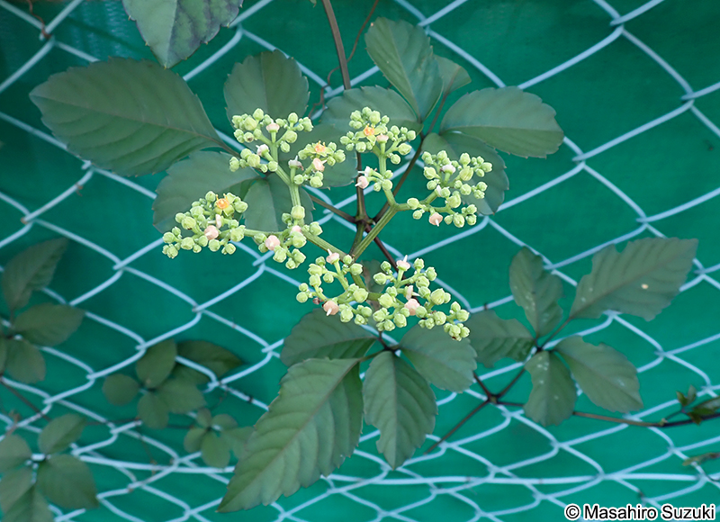 ヤブガラシ Causonis japonica