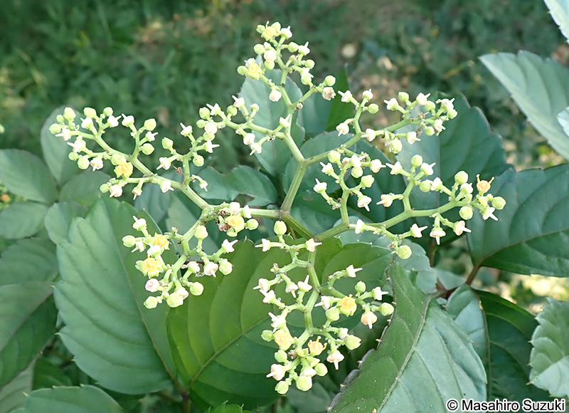 ヤブガラシの花