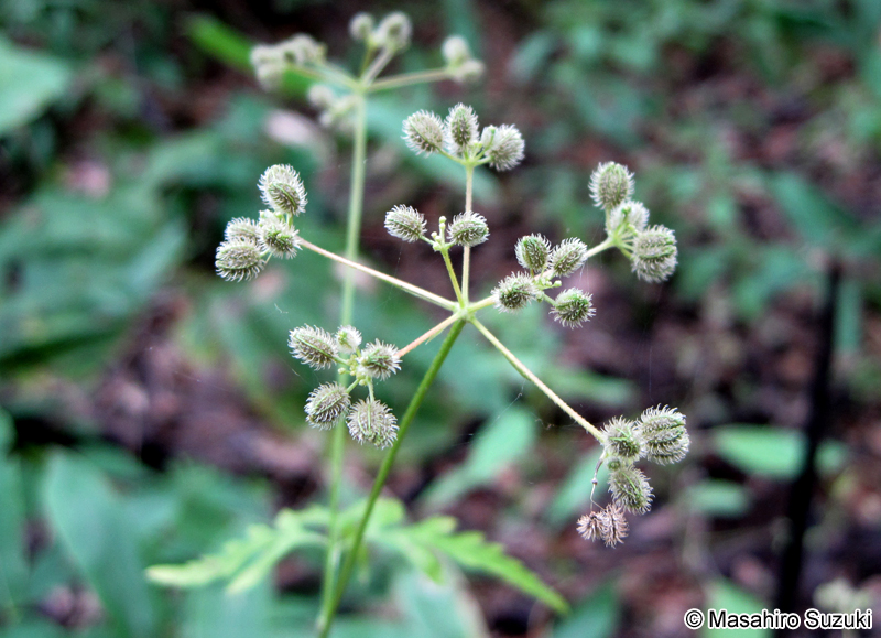ヤブジラミ Torilis japonica