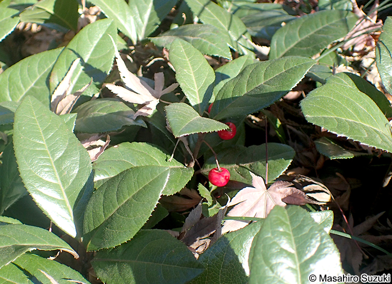 ヤブコウジ Ardisia japonica