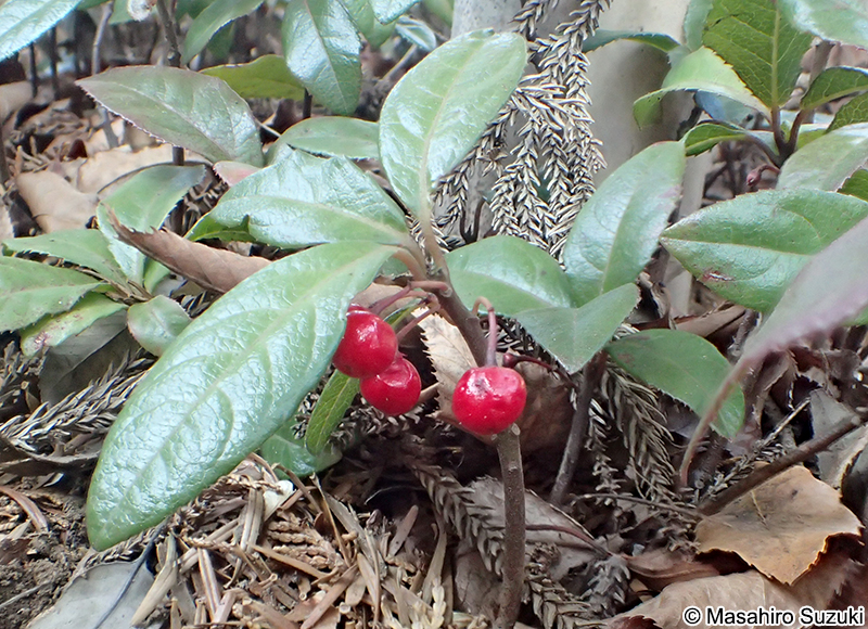 ヤブコウジ Ardisia japonica