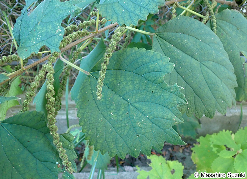 ヤブマオ Boehmeria japonica var. longispica