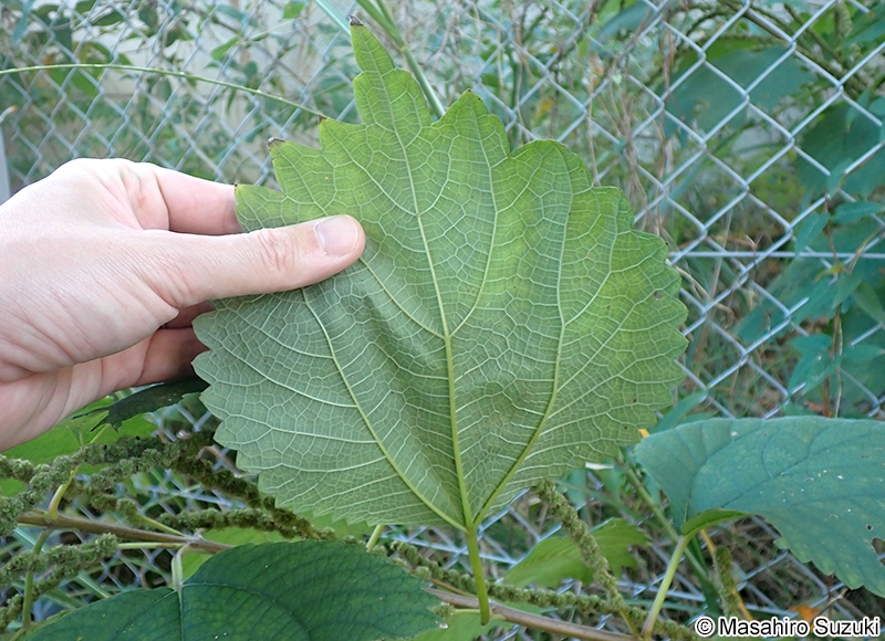 ヤブマオ Boehmeria japonica var. longispica