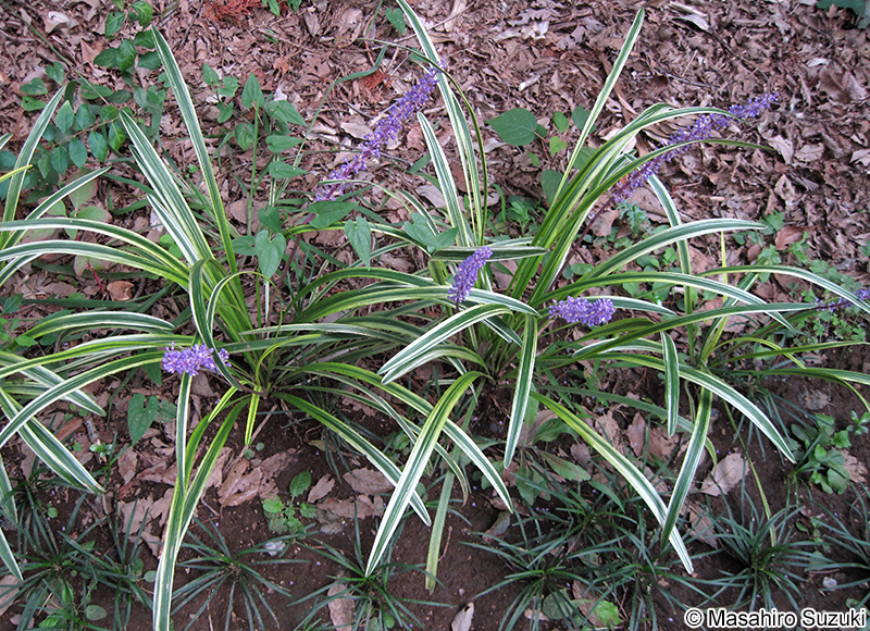 ヤブラン Liriope muscari