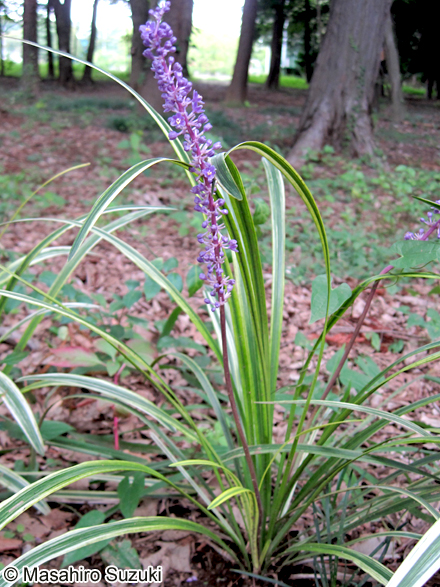 ヤブラン Liriope muscari