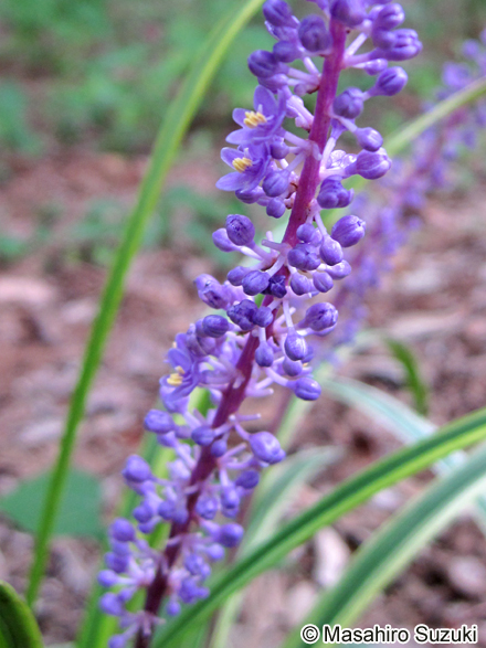 ヤブラン Liriope muscari