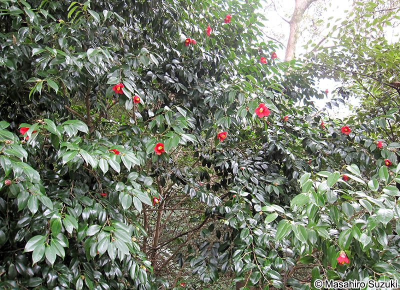 ヤブツバキ Camellia japonica