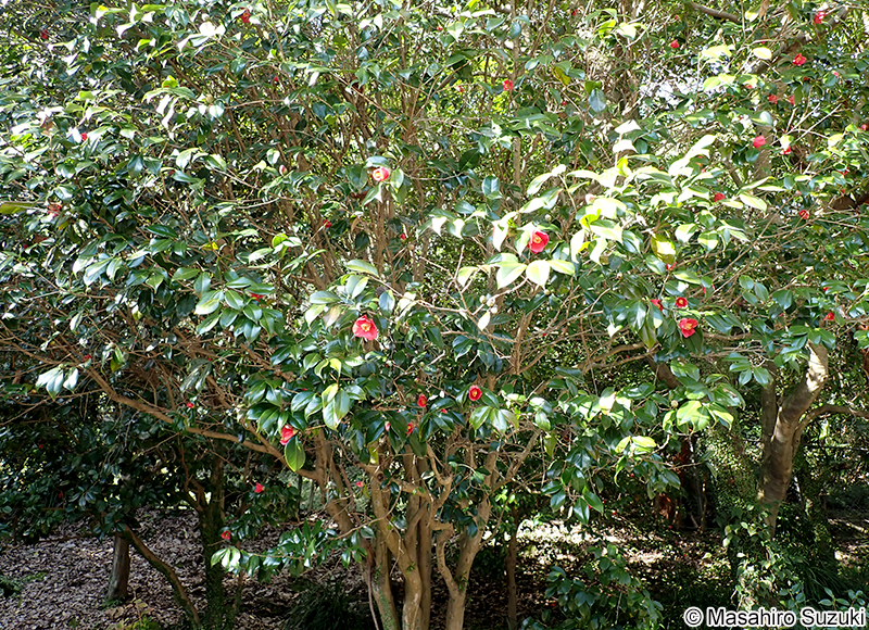 ヤブツバキ Camellia japonica