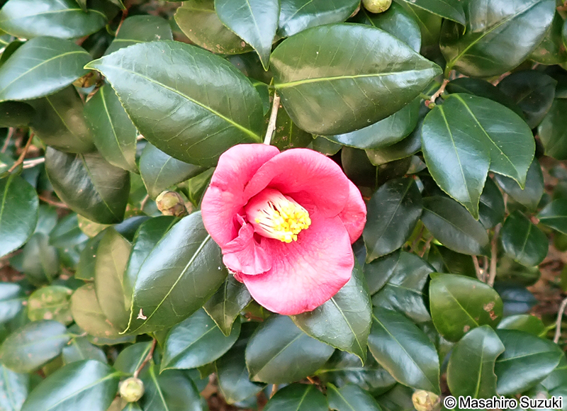ヤブツバキ Camellia japonica