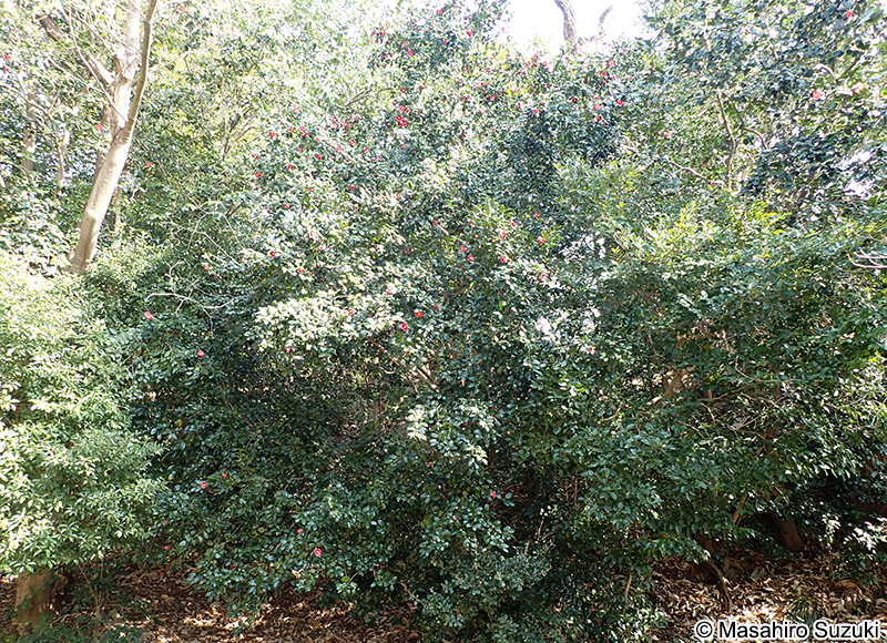 ヤブツバキ Camellia japonica