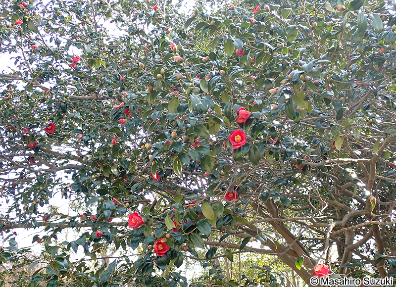 ヤブツバキ Camellia japonica