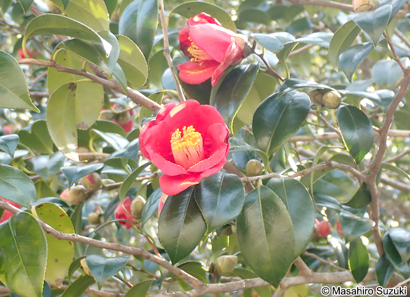 ヤブツバキ Camellia japonica