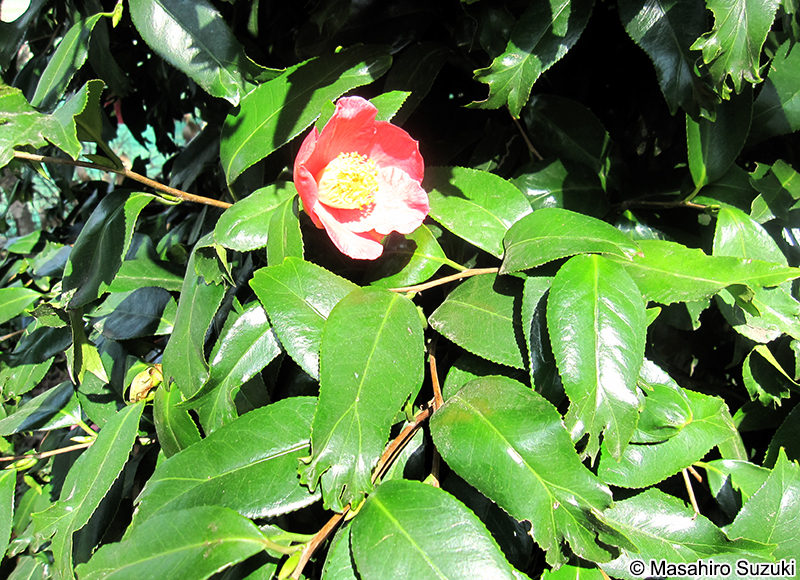 錦魚葉椿（金魚葉椿）