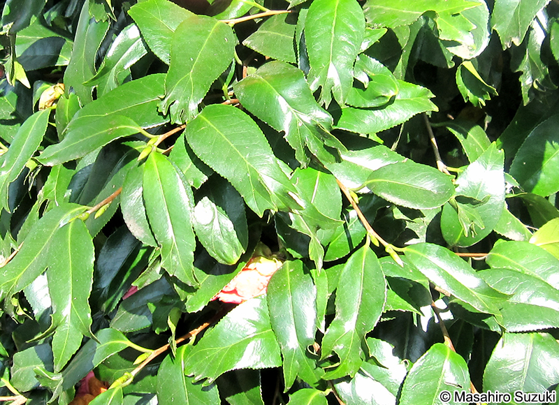 錦魚葉椿（金魚葉椿）