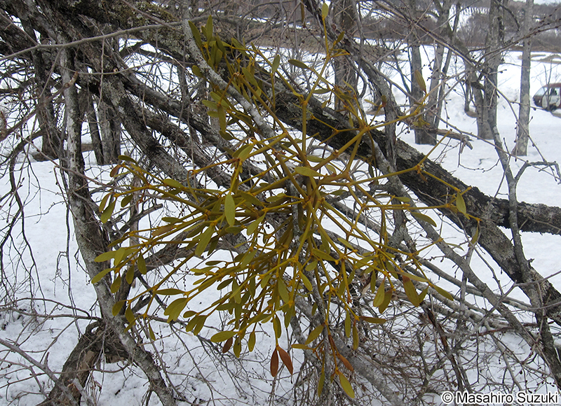 ヤドリギ Viscum album subsp. coloratum