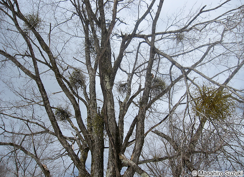 ヤドリギ Viscum album subsp. coloratum