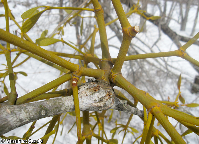 ヤドリギ Viscum album subsp. coloratum