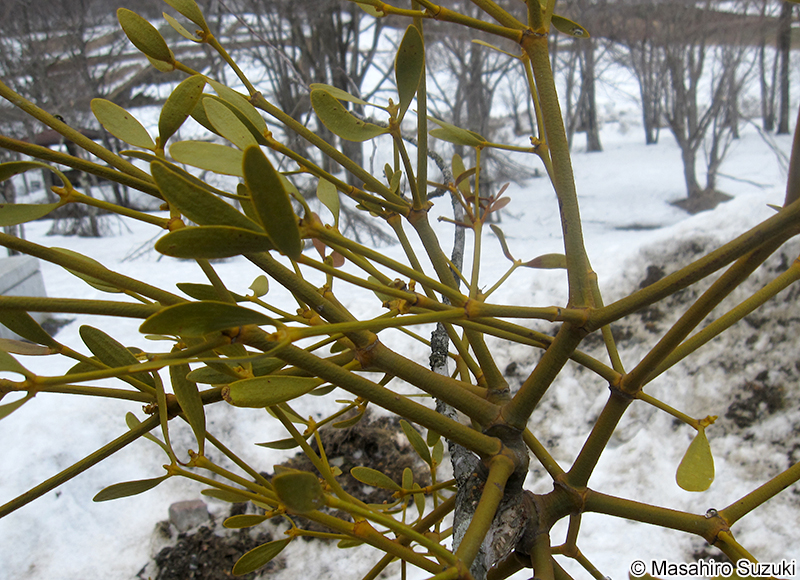 ヤドリギ Viscum album subsp. coloratum