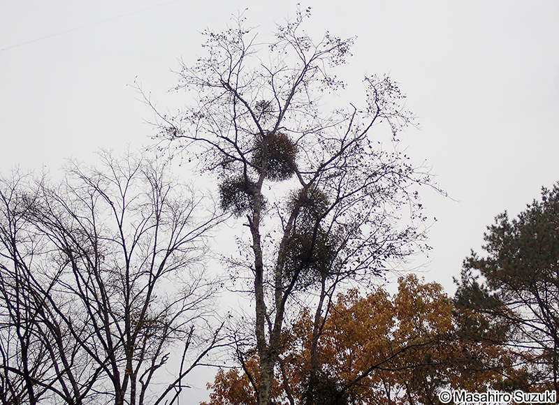 ヤドリギ Viscum album subsp. coloratum