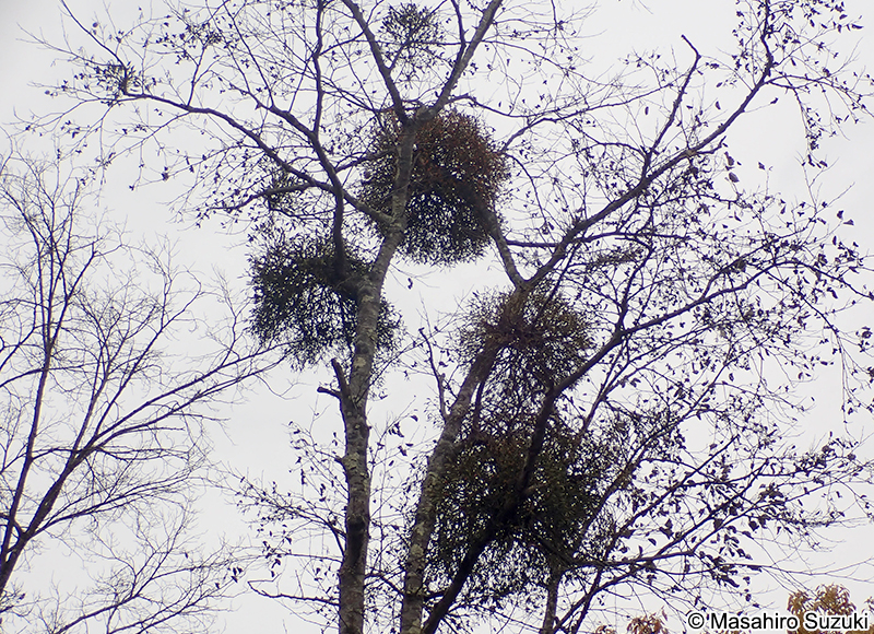 ヤドリギ Viscum album subsp. coloratum